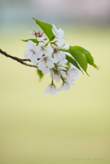 桜の季節