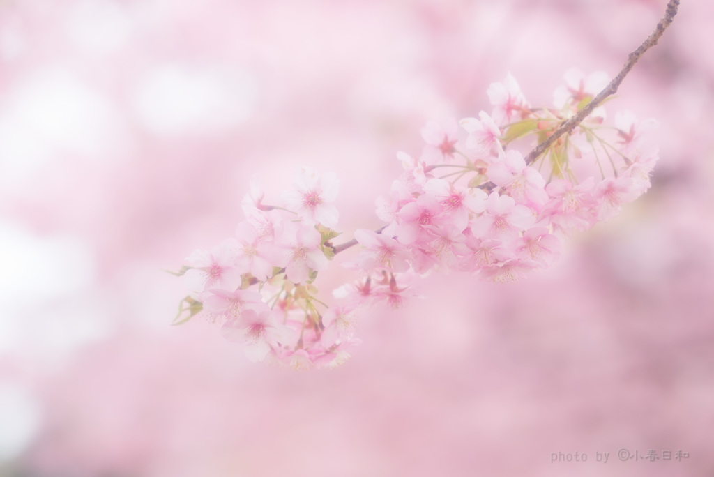 花盛り