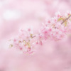 花盛り