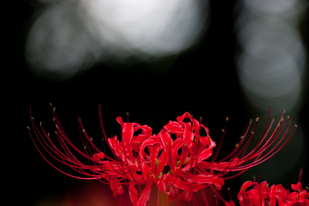 赤と黒（曼珠沙華）