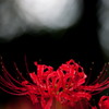 赤と黒（曼珠沙華）