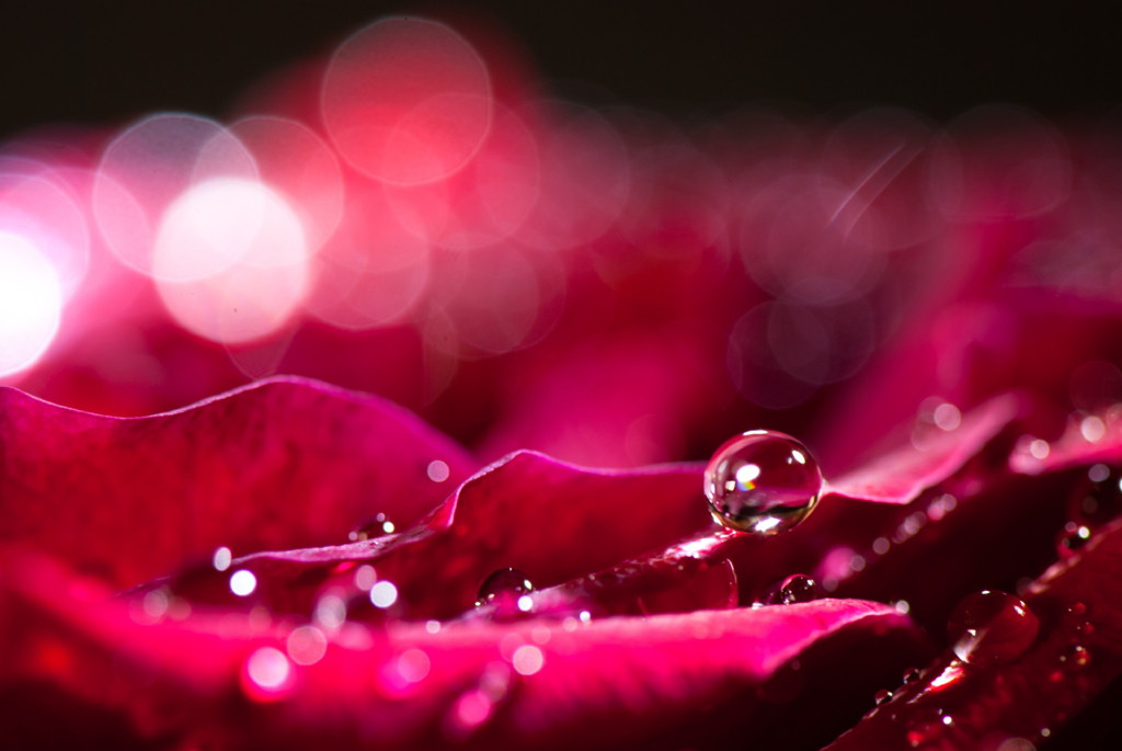 GALAXY　ＯＮ　ＴＨＥ　ＲＯＳＥ