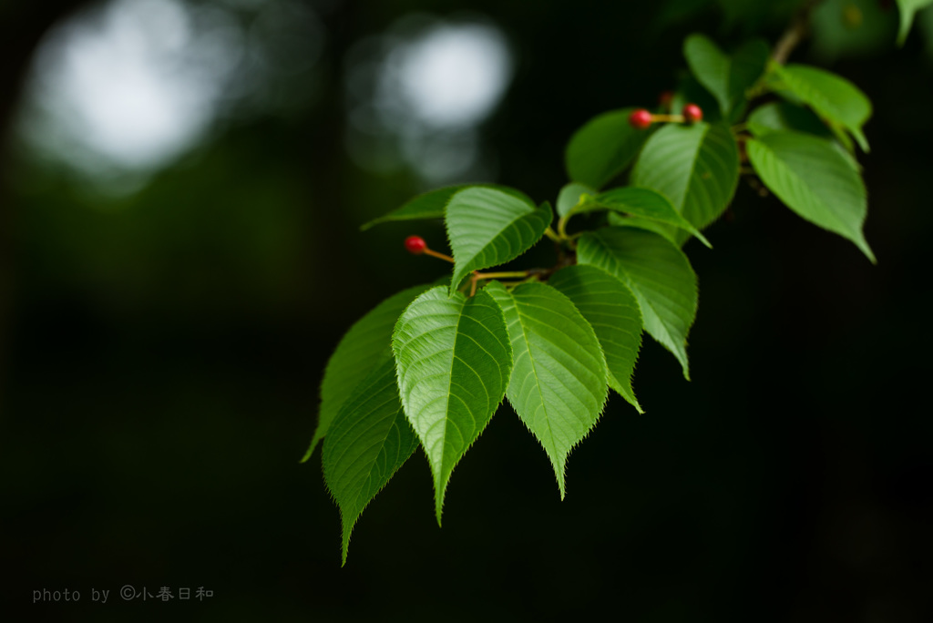 桜葉萌える