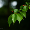 桜葉萌える