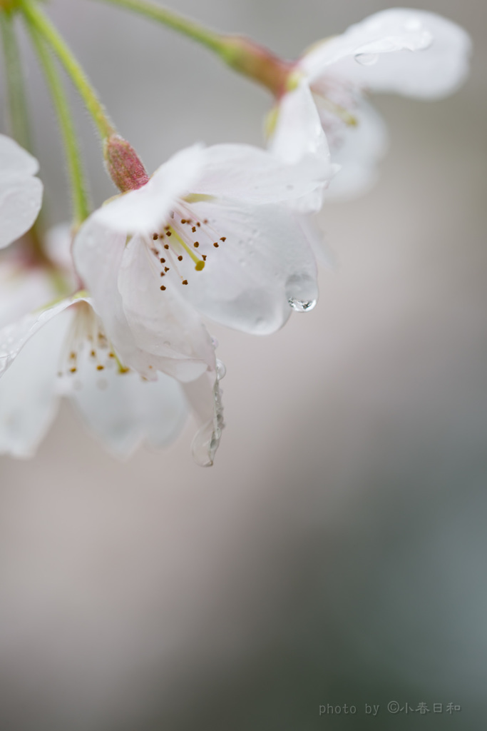 花に雨