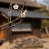 庭の木