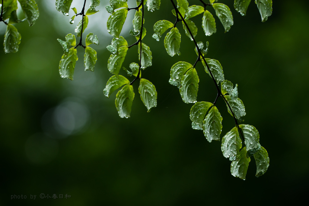 梅雨入り
