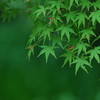 ただ、「緑」