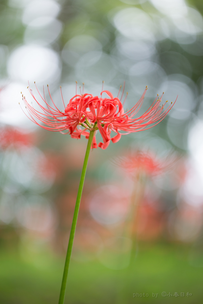 曼殊沙華