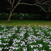 水無月に咲く花たち