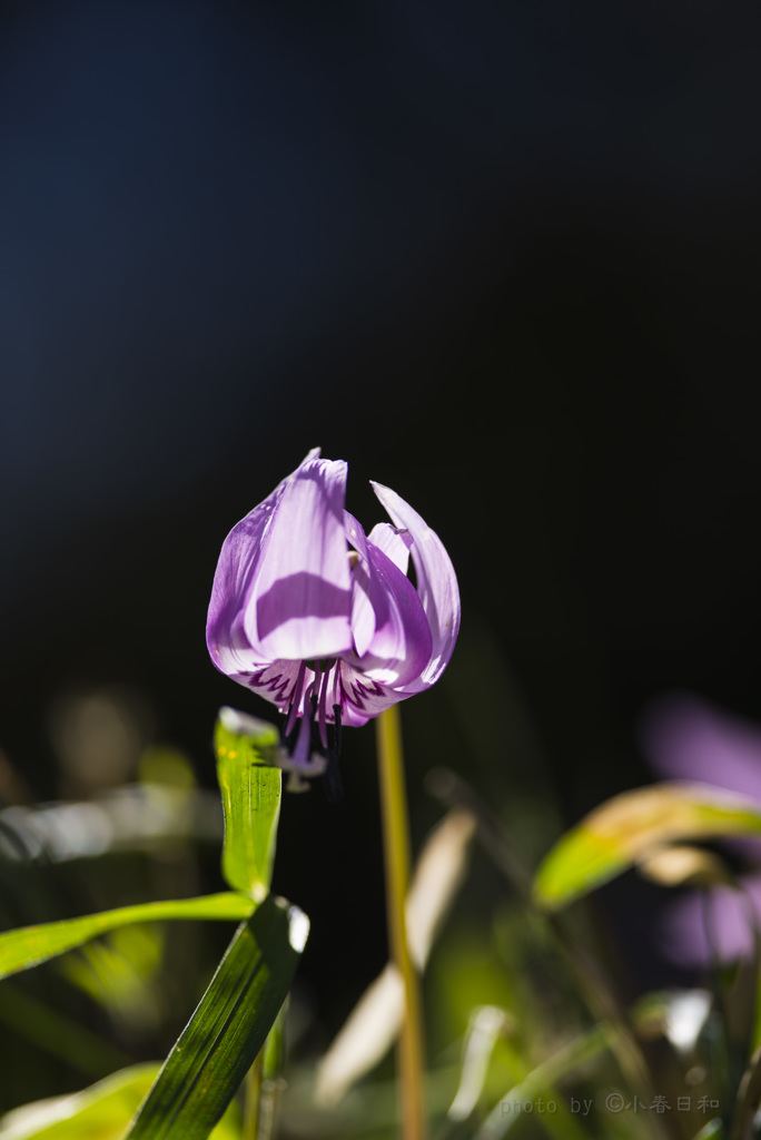 春の花