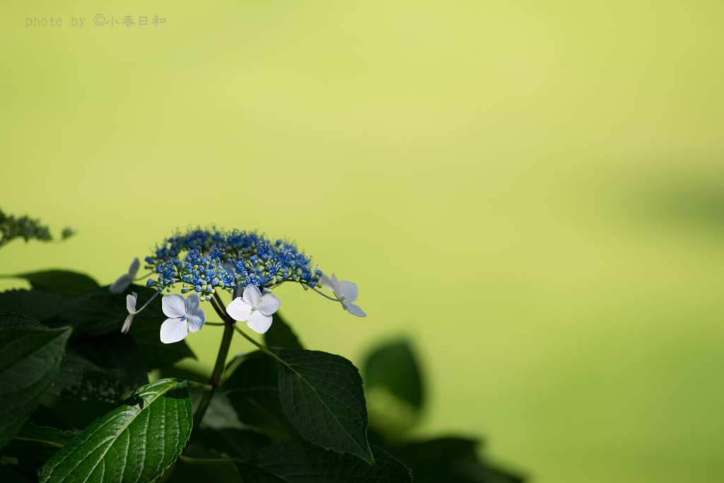 木陰にて