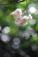 八重の桜