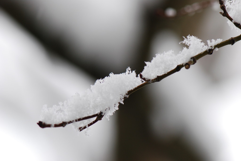 枝上の雪