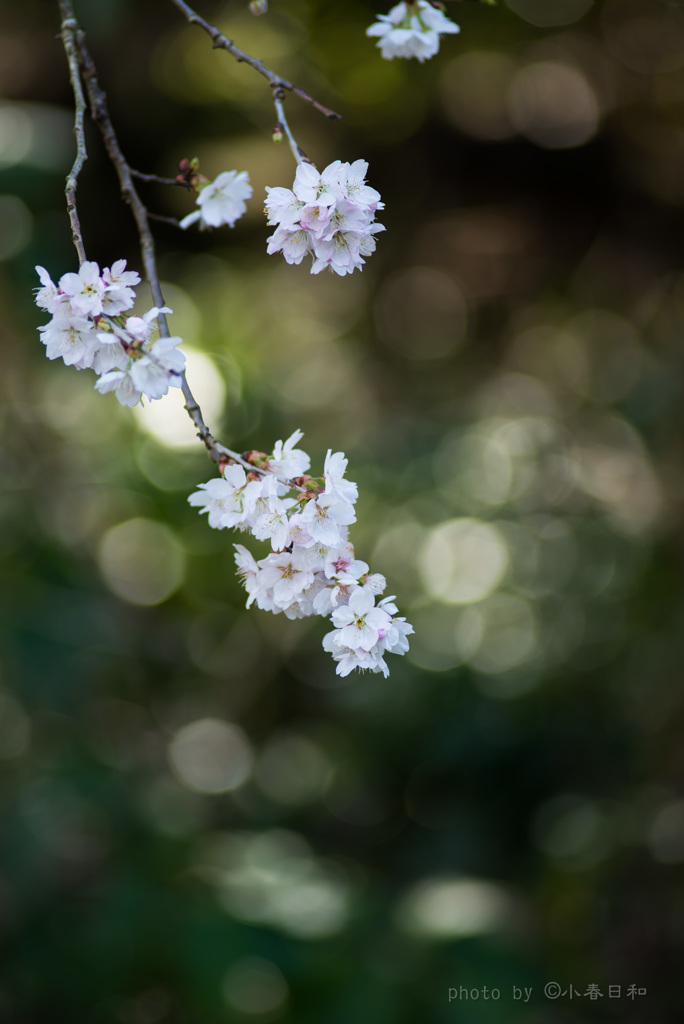 華やぐ