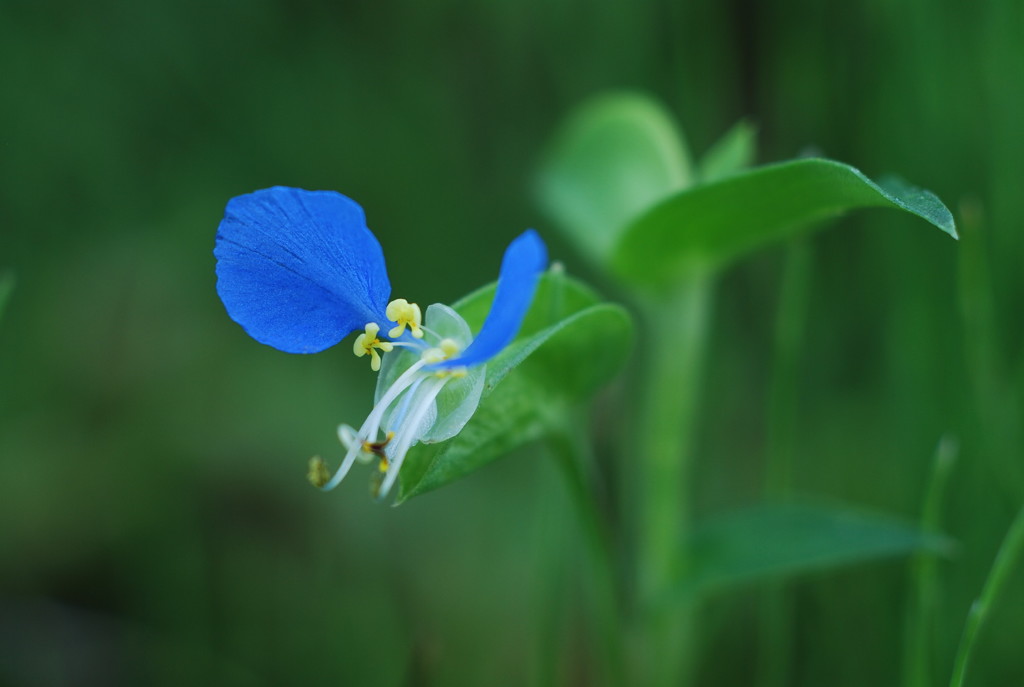 小さな花