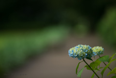 紫陽花の咲くころ