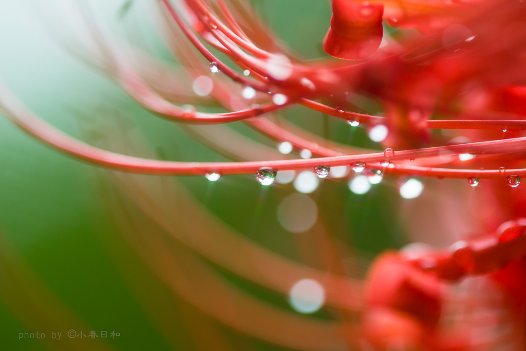 九月の雨