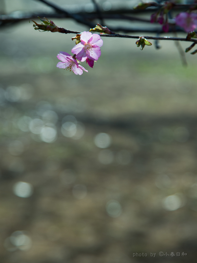 春めく