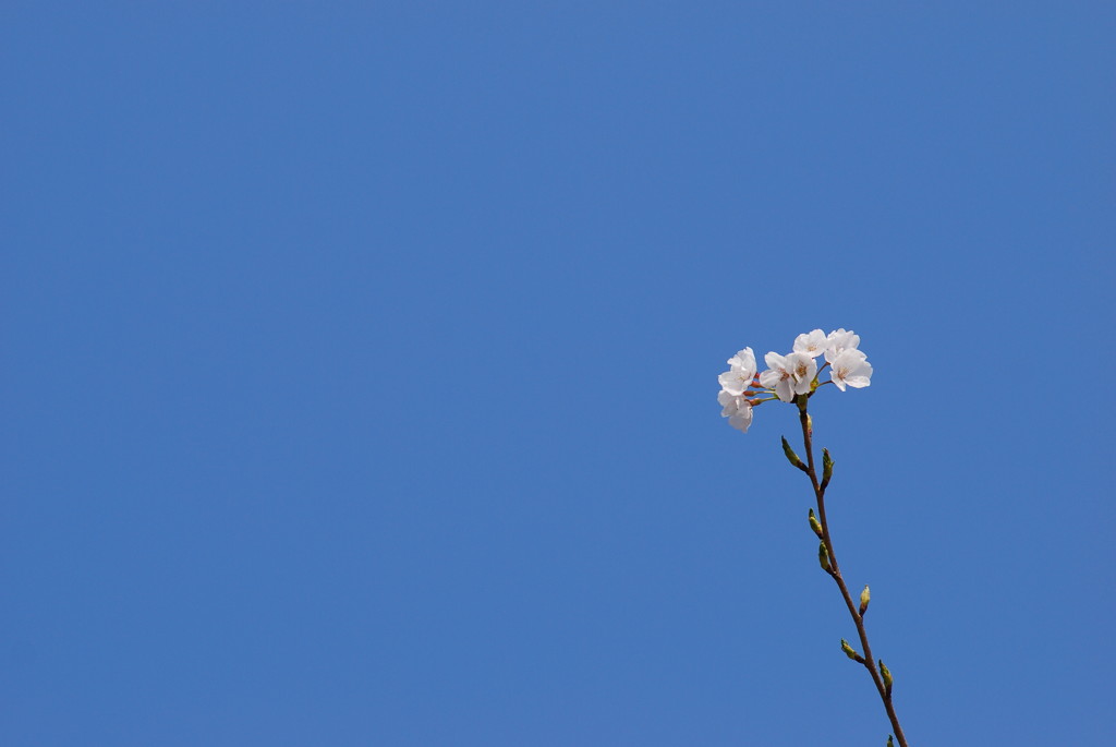 桜一輪