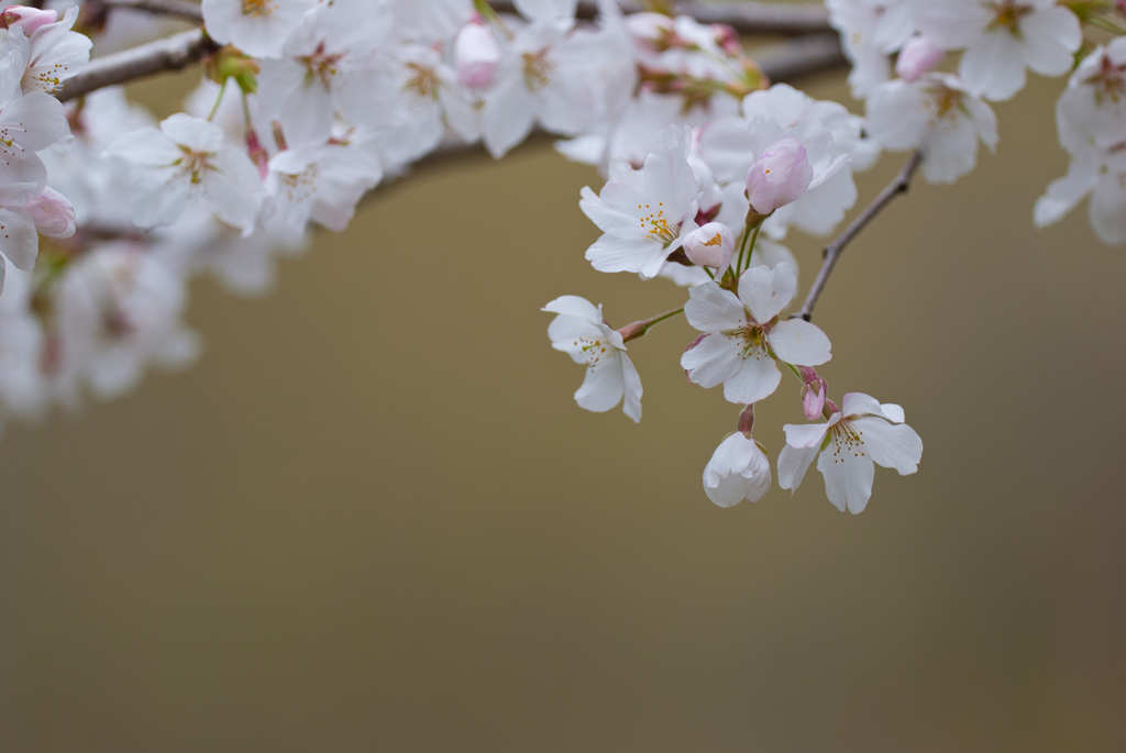 和の花