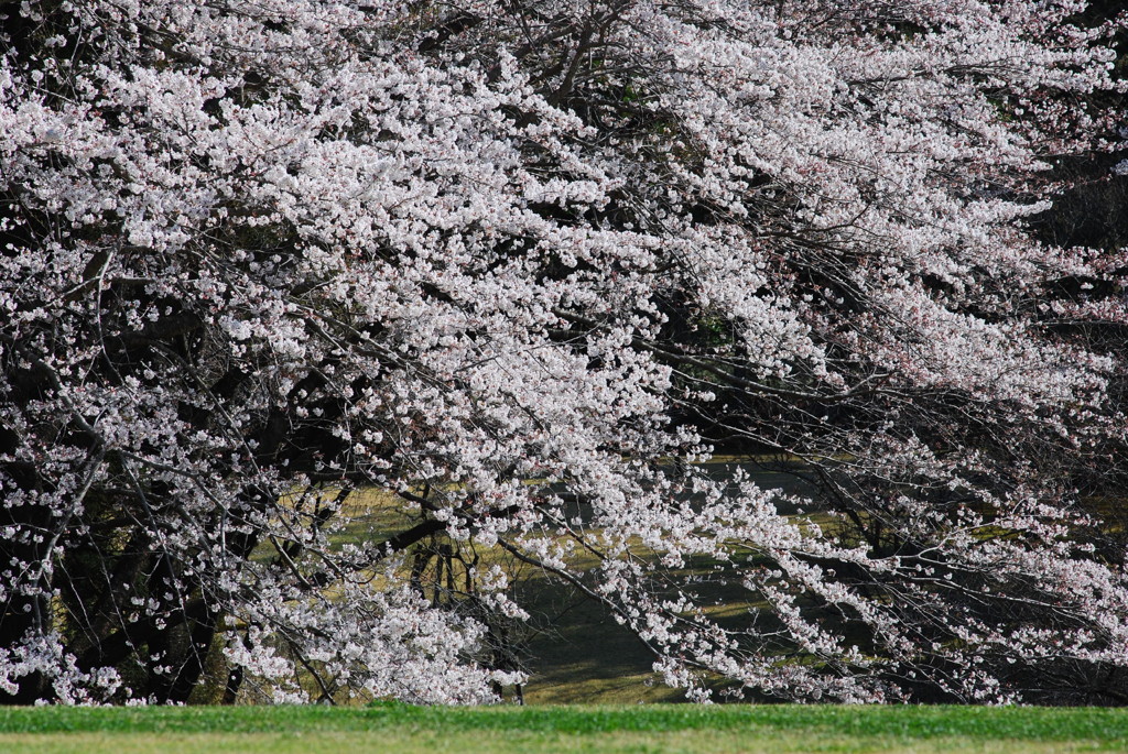 桜万感