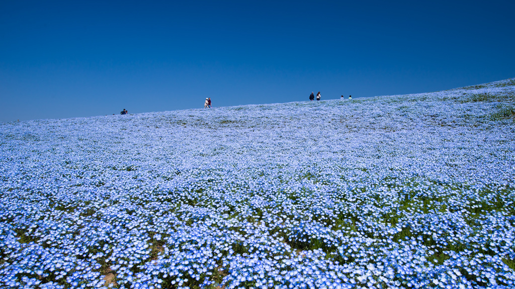 Blue Heaven