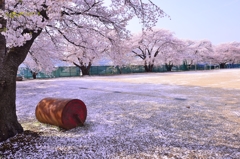 桜化粧