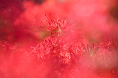 天界の花