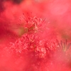 天界の花