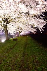 夜桜