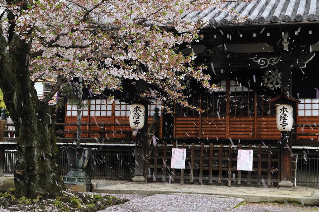 桜雨