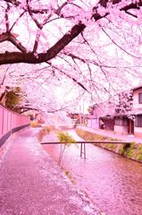 桜道