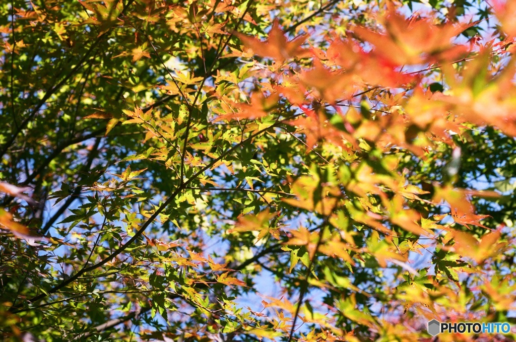 山の賑わい