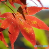 紅葉する紅葉