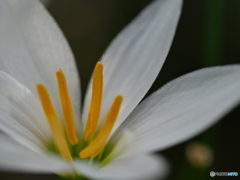 花に寄る