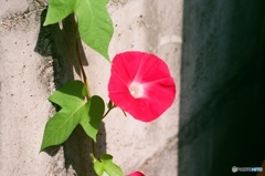 晩夏の朝