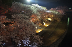 錦帯橋の夜桜