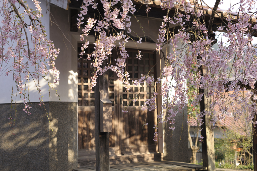 桜簾