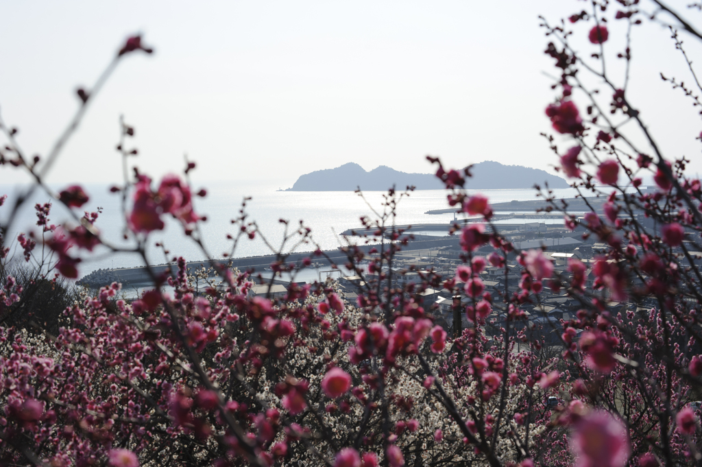 冠梅園から見える海