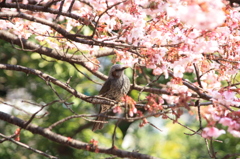 ひよどり