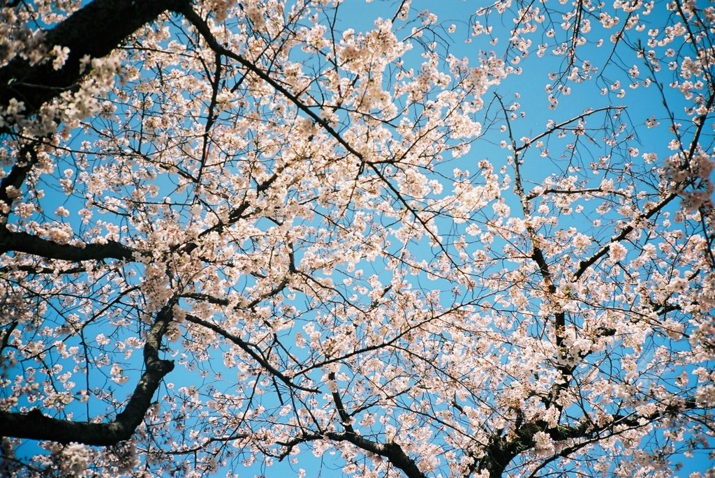 SAKURA