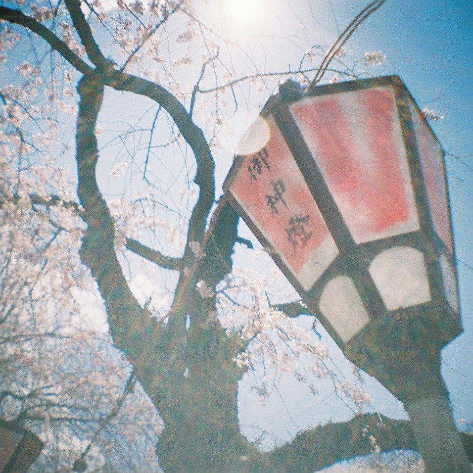 春の光。