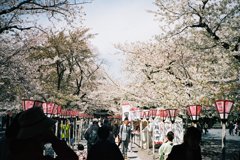 お花見