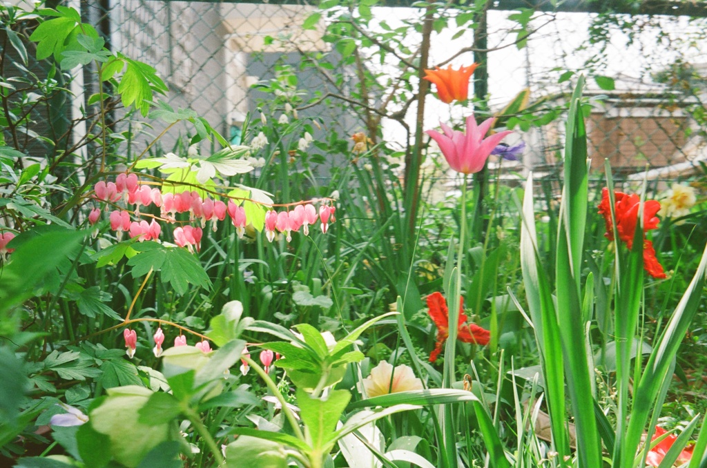 Flower World