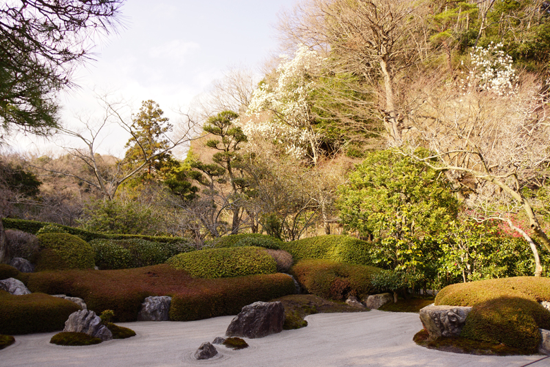 明月院の庭園