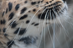 髭長のヒョウ