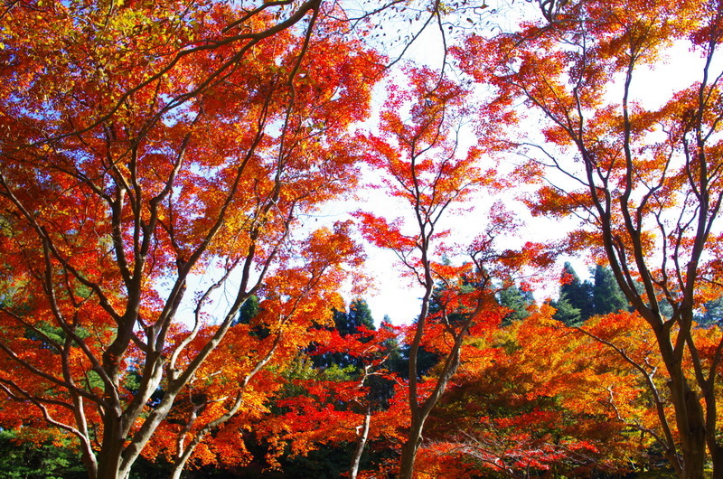 秋真っ盛り