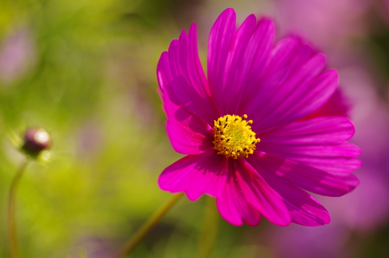 秋桜