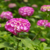 道端を飾る紫陽花
